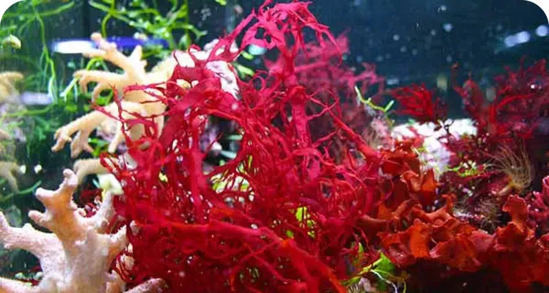 VISIVRA™ Astaxanthin antioxidant support