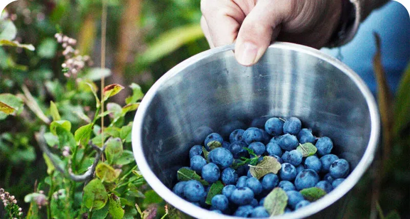 VISIVRA™ Bilberry Extract eye wellness ingredient